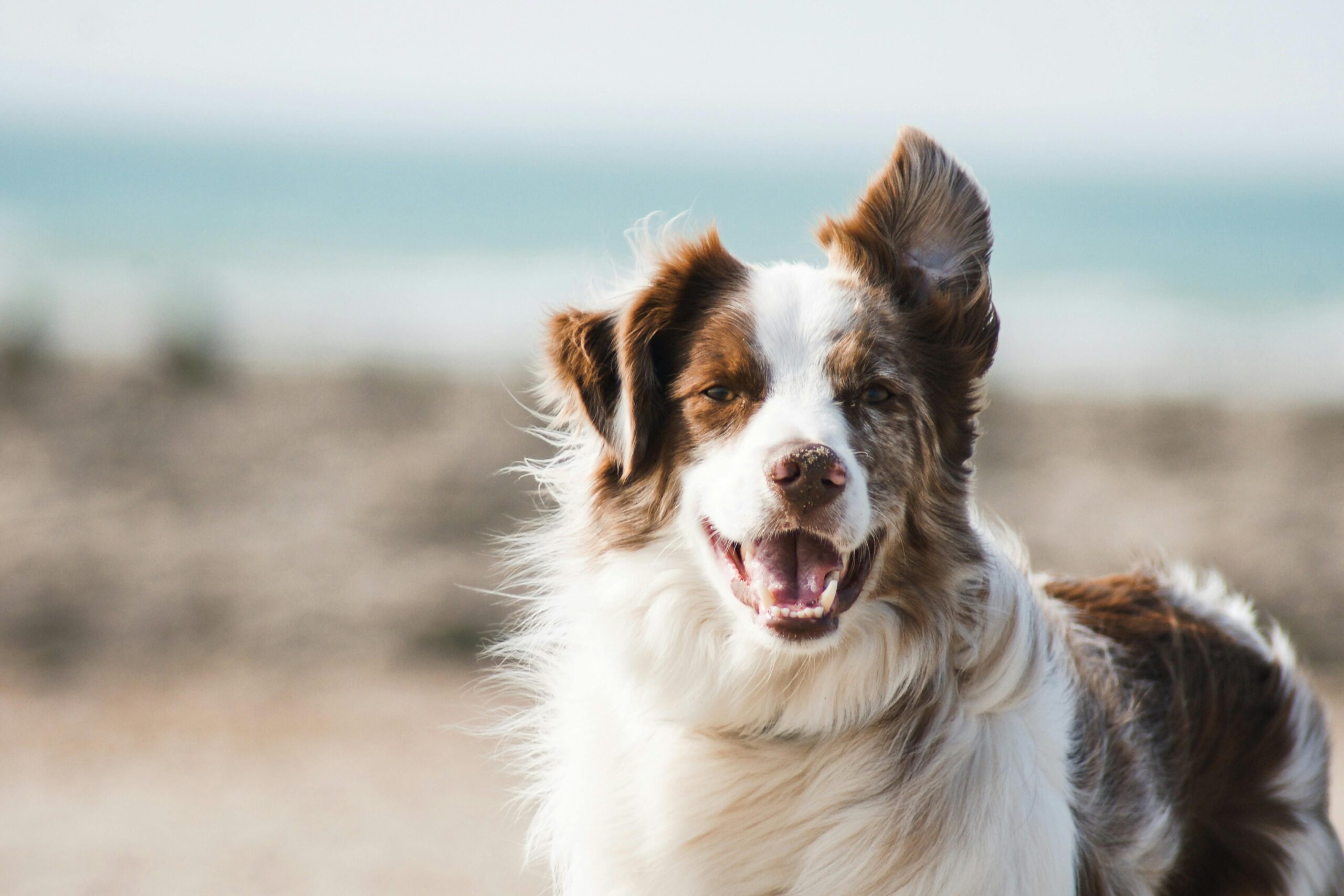 Best Pet Insurances for Dogs